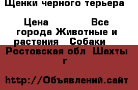 Щенки черного терьера › Цена ­ 35 000 - Все города Животные и растения » Собаки   . Ростовская обл.,Шахты г.